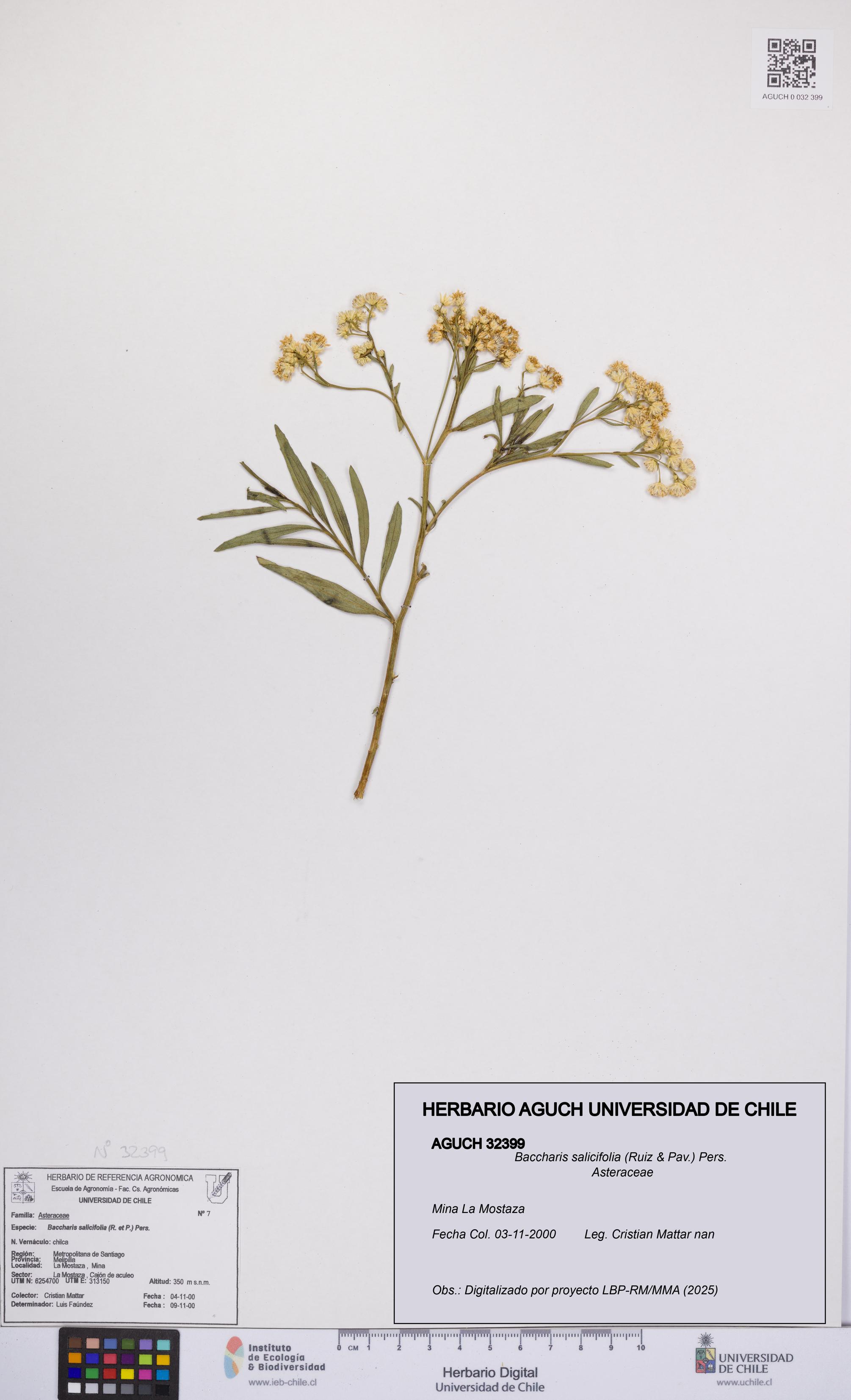 Baccharis salicifolia [Espécimen: UCH:AGUCH:0032399]