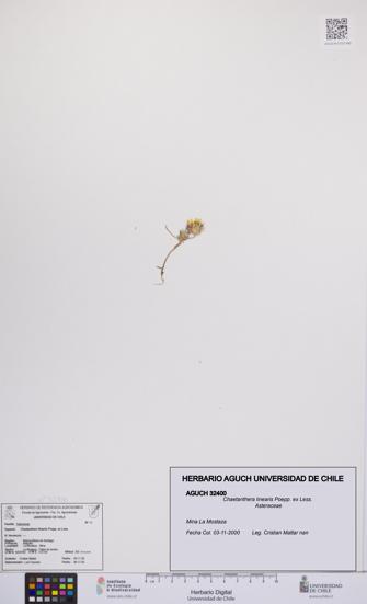 Chaetanthera linearis [Espécimen: UCH:AGUCH:0032400]