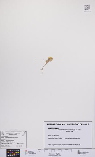 Chaetanthera linearis [Espécimen: UCH:AGUCH:0032400]