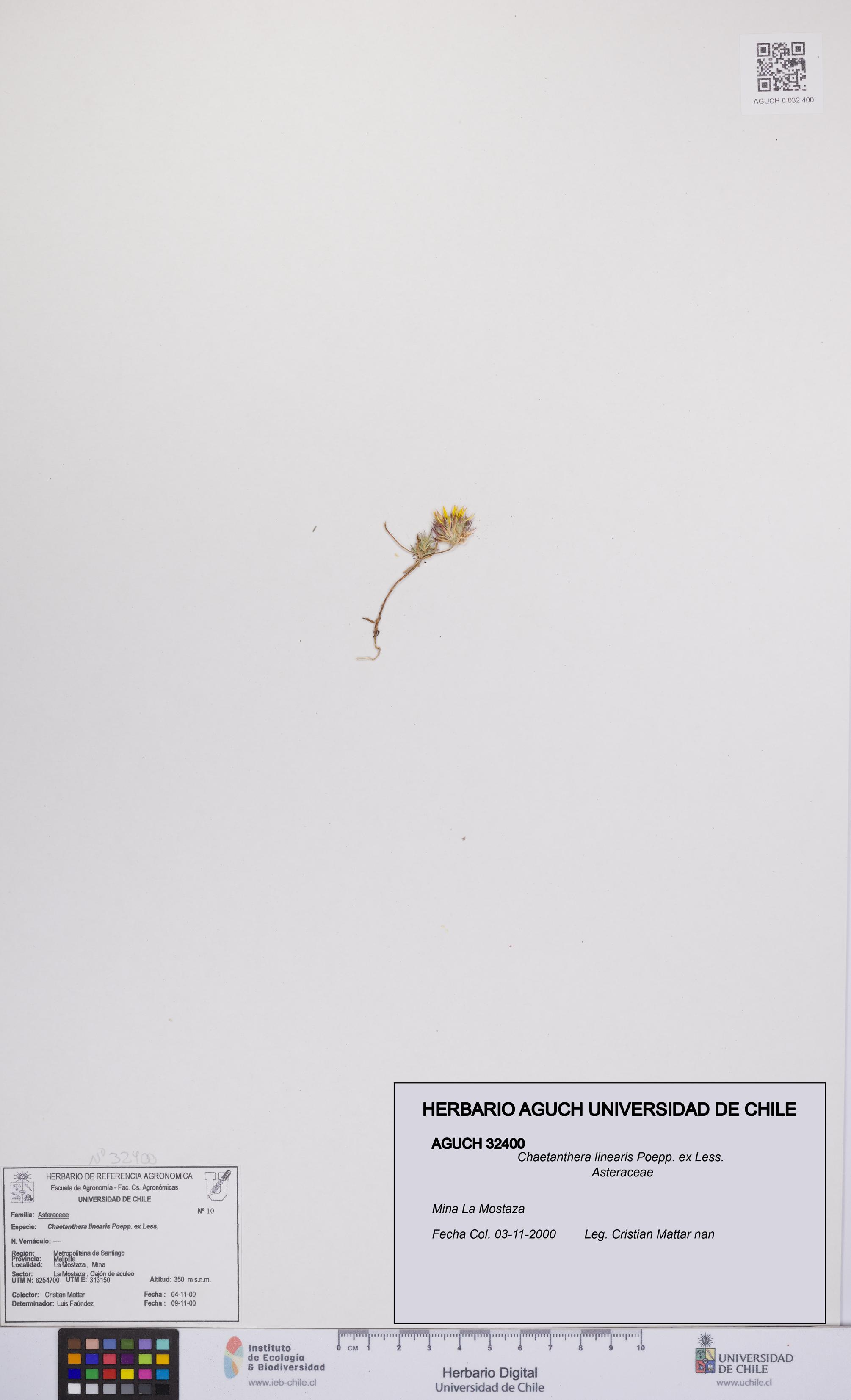 Chaetanthera linearis [Espécimen: UCH:AGUCH:0032400]