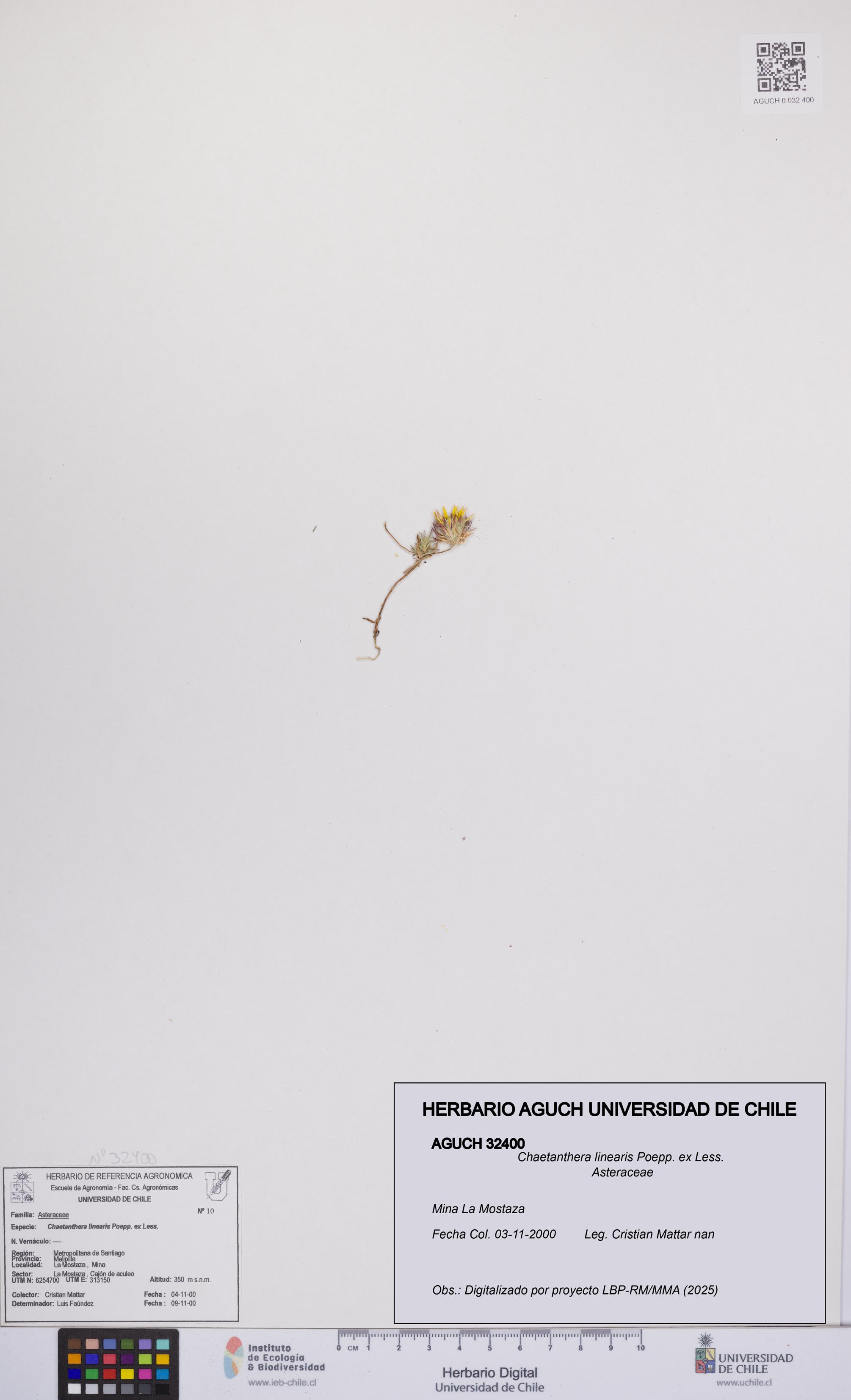 Chaetanthera linearis [Espécimen: UCH:AGUCH:0032400]