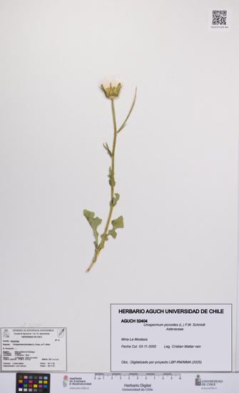 Urospermum picroides [Espécimen: UCH:AGUCH:0032404]