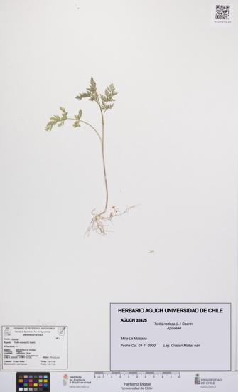 Torilis nodosa [Espécimen: UCH:AGUCH:0032425]