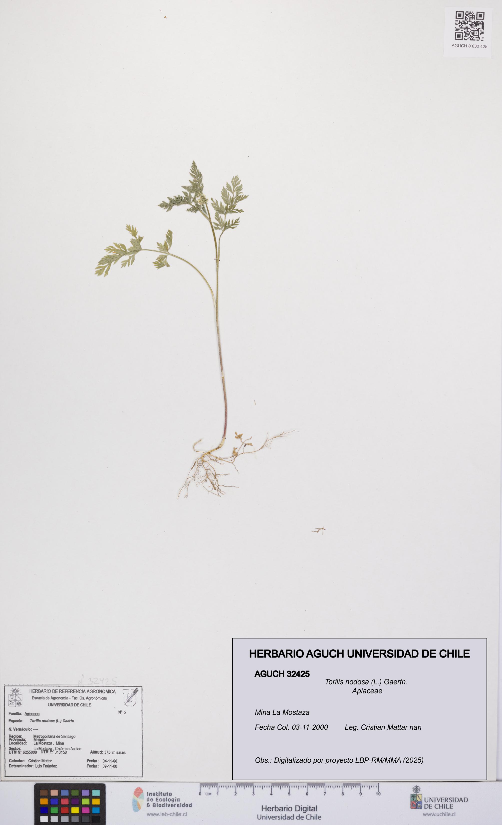 Torilis nodosa [Espécimen: UCH:AGUCH:0032425]