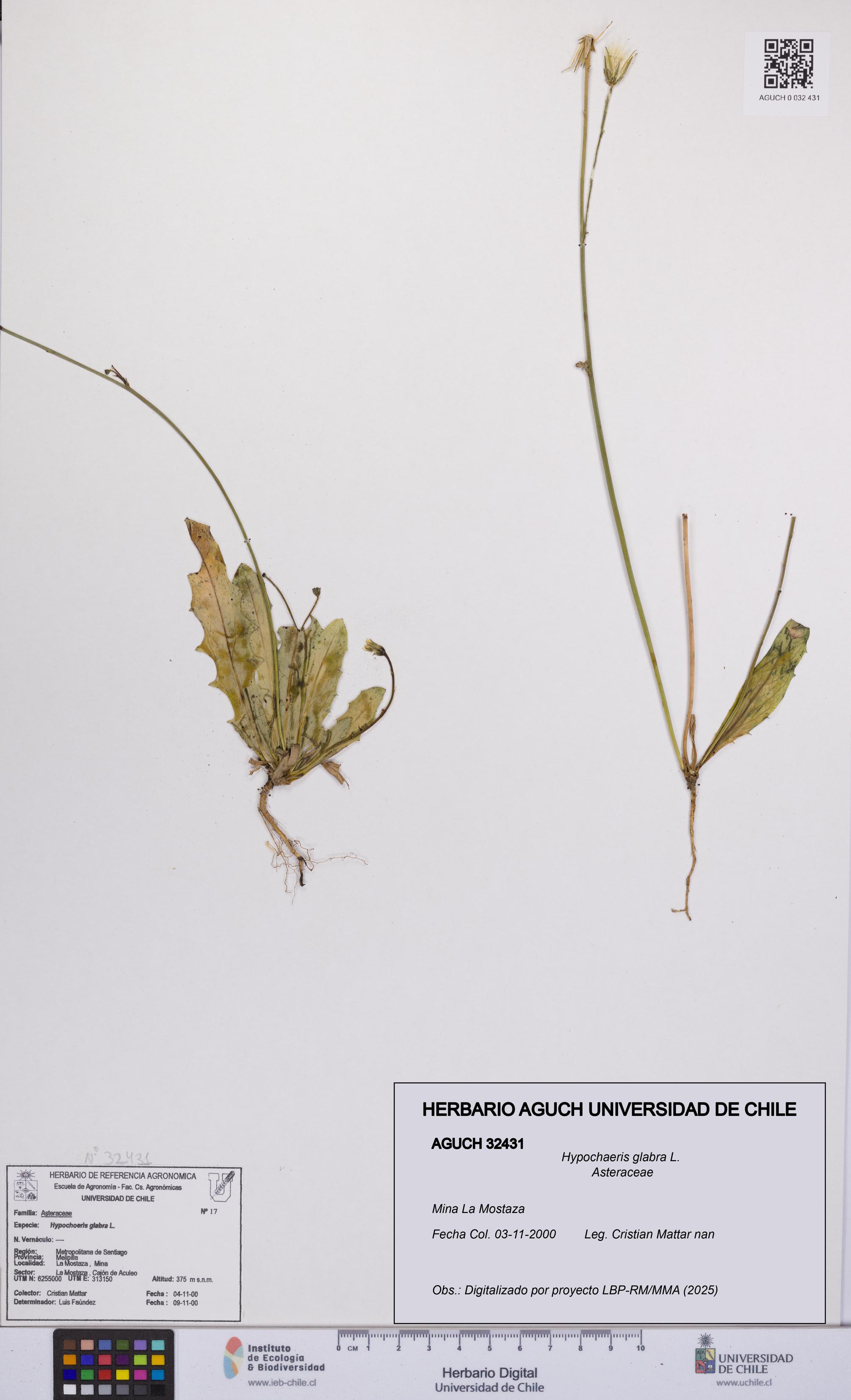 Hypochaeris glabra [Espécimen: UCH:AGUCH:0032431]
