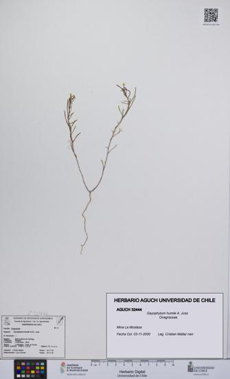 Gayophytum humile [Espécimen: UCH:AGUCH:0032444]