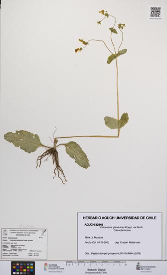 Calceolaria glandulosa [Espécimen: UCH:AGUCH:0032446]