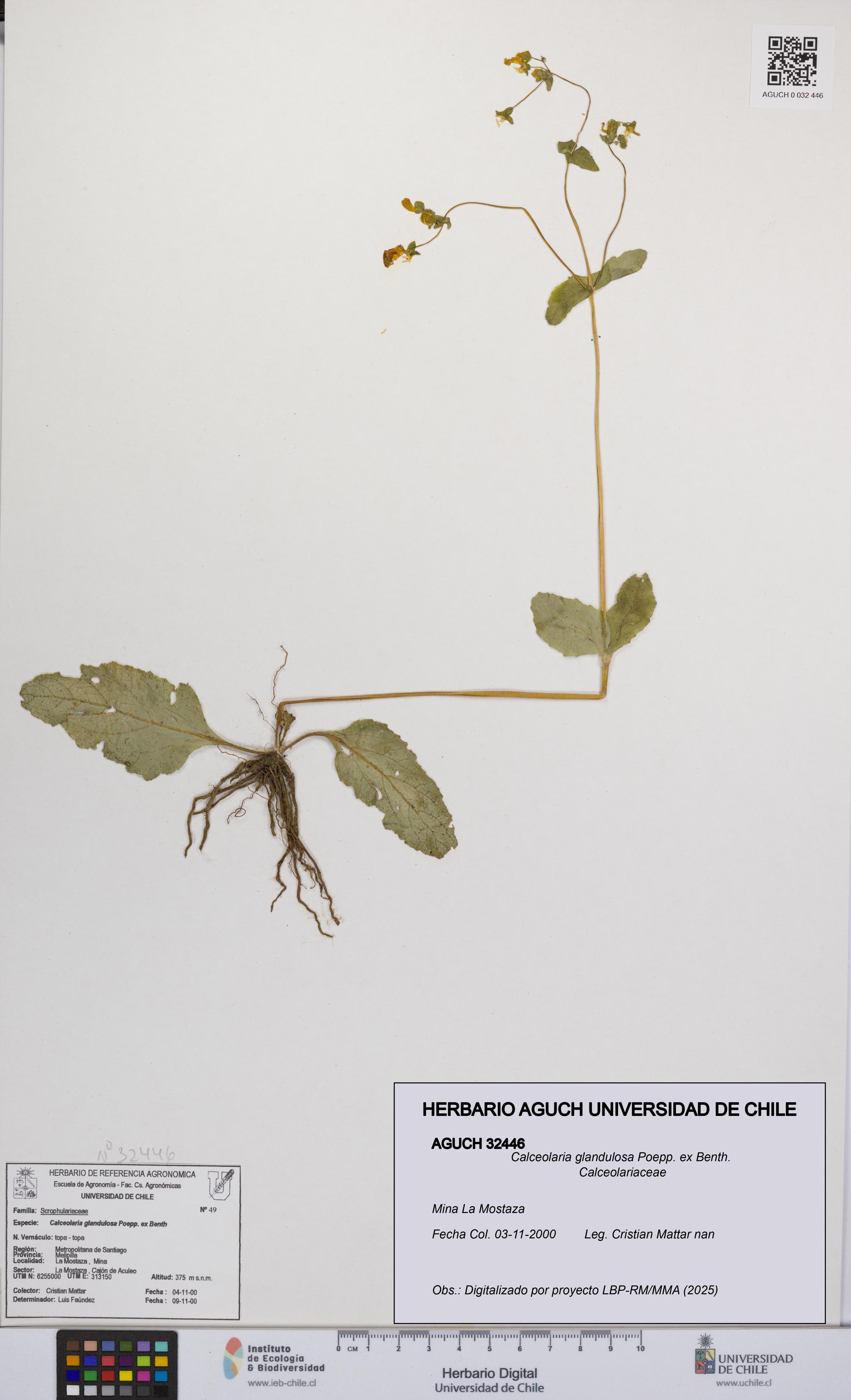 Calceolaria glandulosa [Espécimen: UCH:AGUCH:0032446]