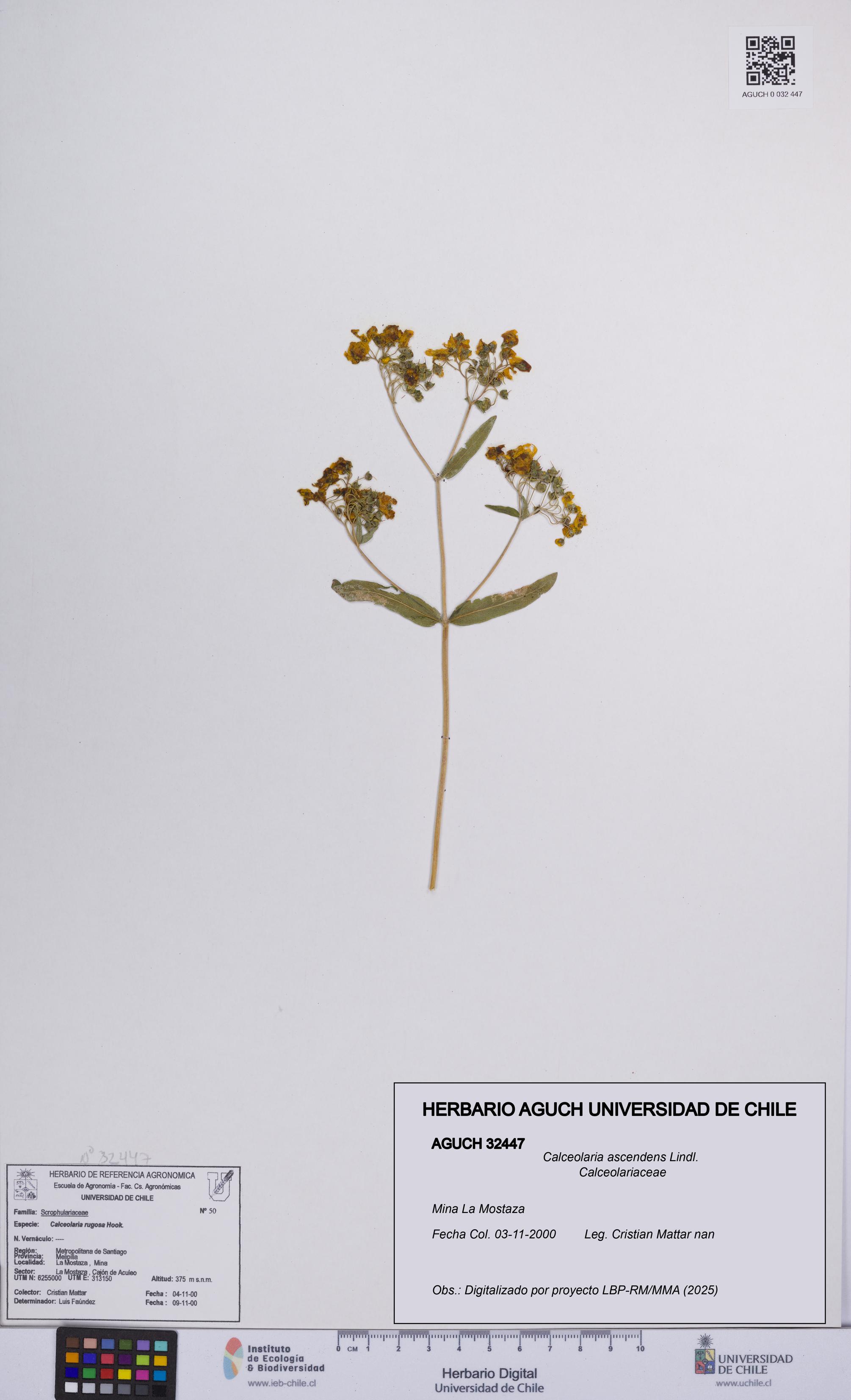 Calceolaria ascendens [Espécimen: UCH:AGUCH:0032447]