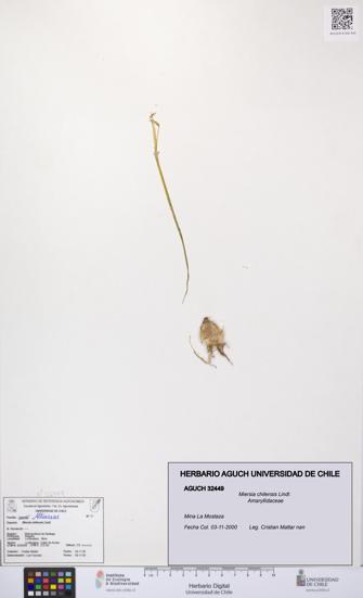 Miersia chilensis [Espécimen: UCH:AGUCH:0032449]