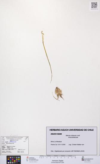 Miersia chilensis [Espécimen: UCH:AGUCH:0032449]