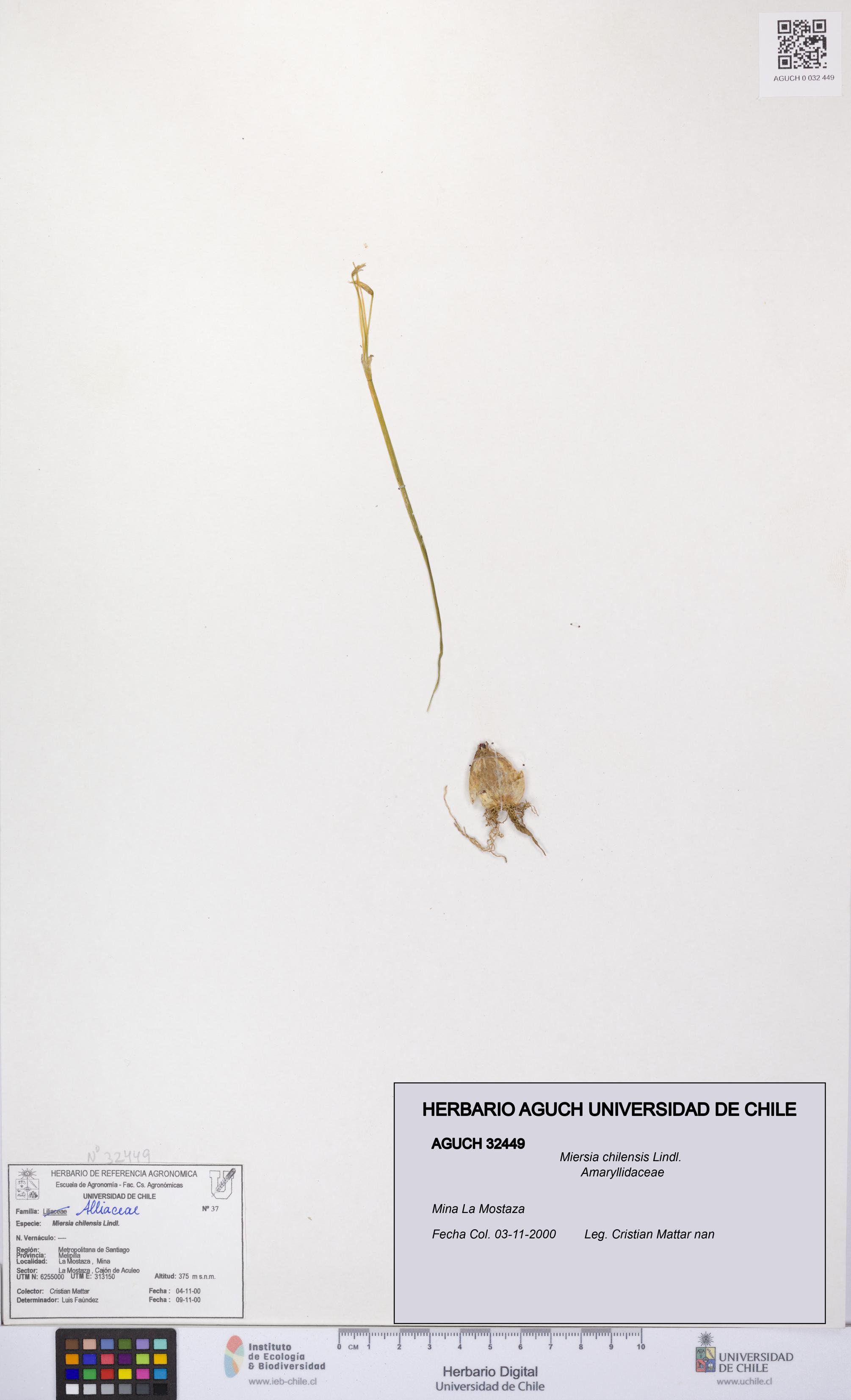 Miersia chilensis [Espécimen: UCH:AGUCH:0032449]
