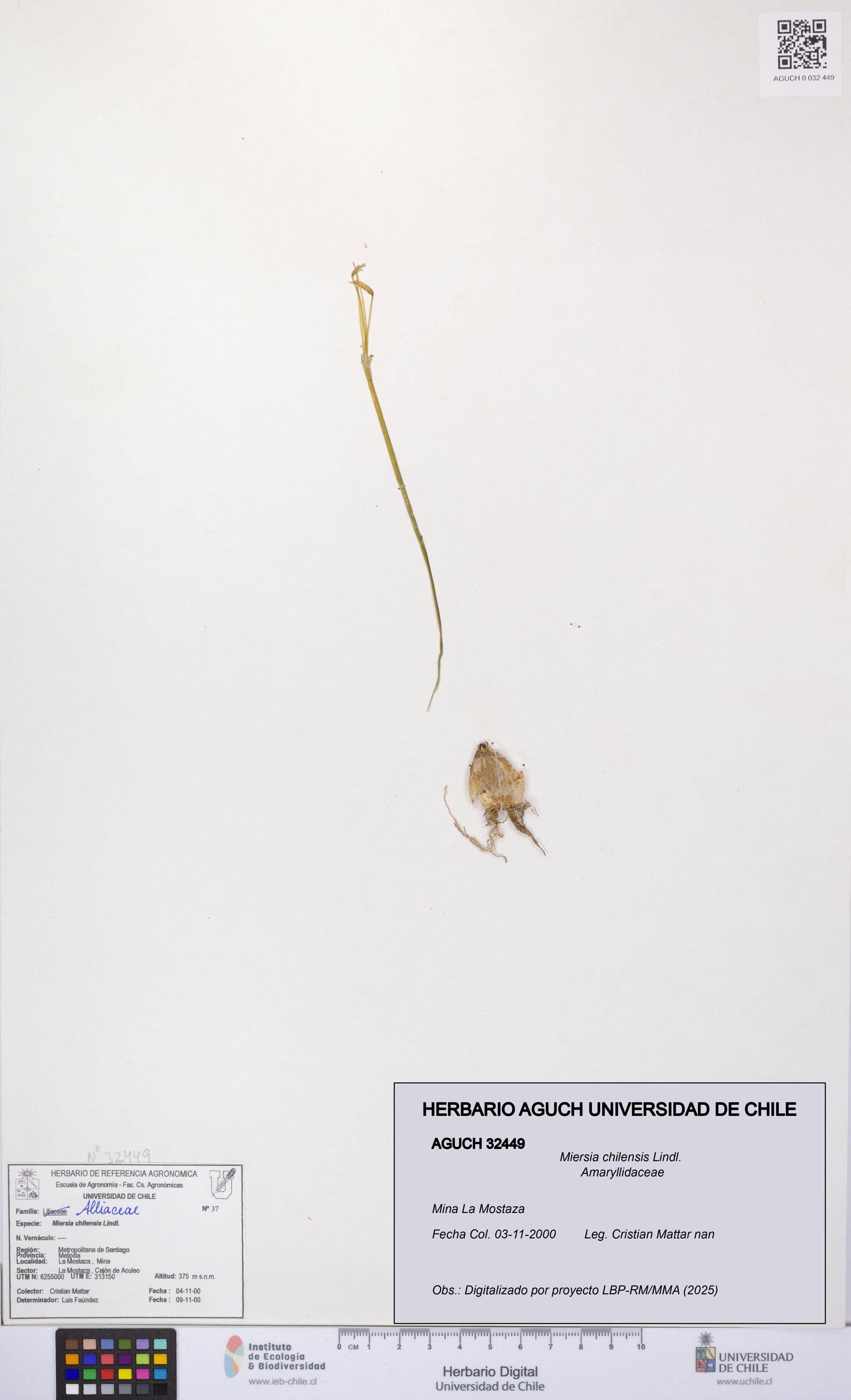 Miersia chilensis [Espécimen: UCH:AGUCH:0032449]