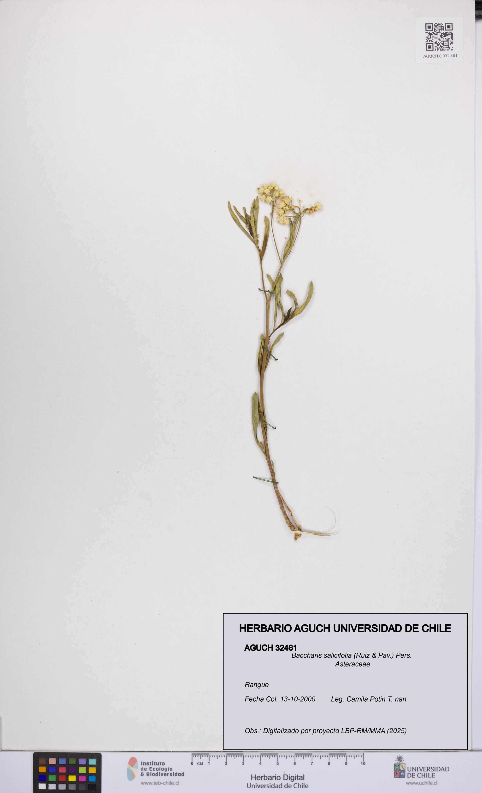 Baccharis salicifolia [Espécimen: UCH:AGUCH:0032461]