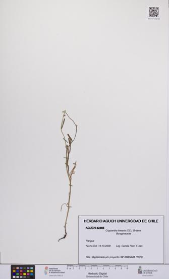 Cryptantha linearis [Espécimen: UCH:AGUCH:0032465]