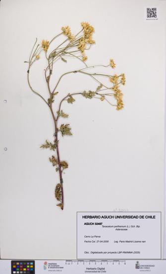 Tanacetum parthenium [Espécimen: UCH:AGUCH:0032487]