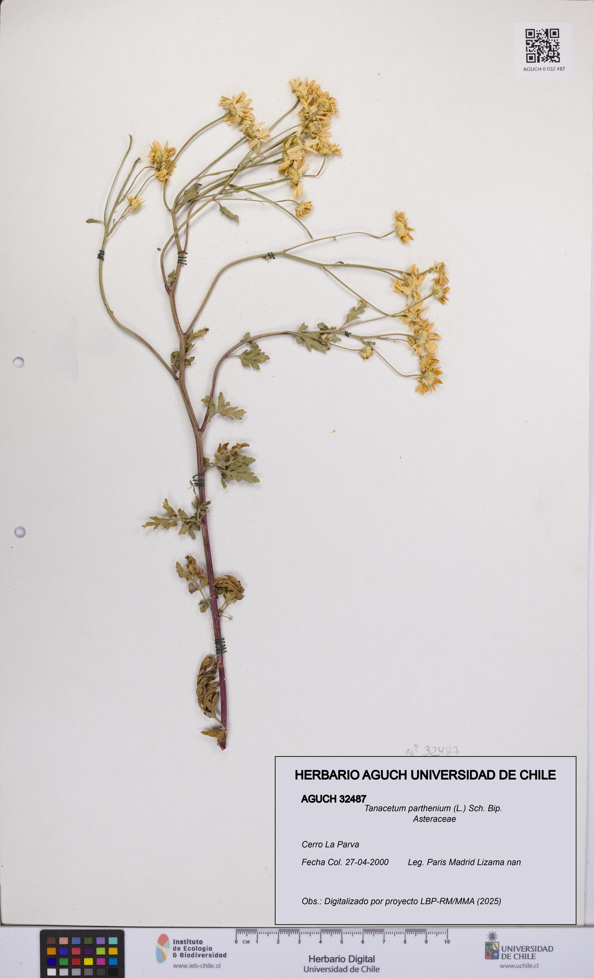 Tanacetum parthenium [Espécimen: UCH:AGUCH:0032487]