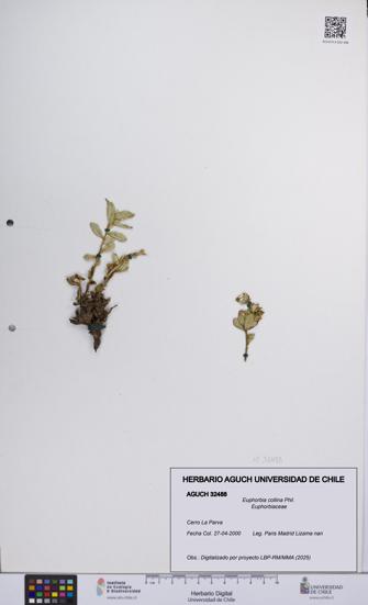 Euphorbia collina [Espécimen: UCH:AGUCH:0032488]