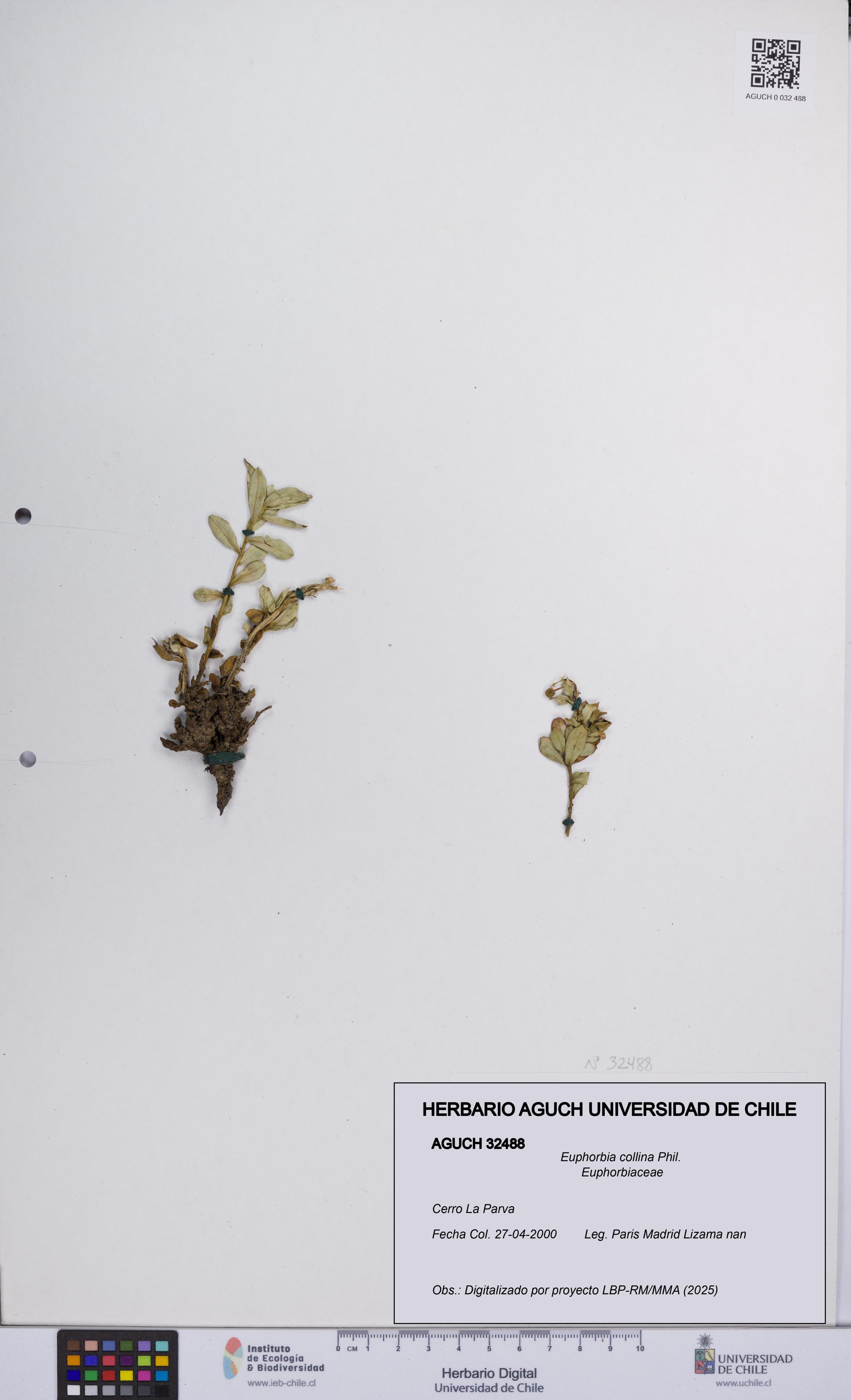 Euphorbia collina [Espécimen: UCH:AGUCH:0032488]