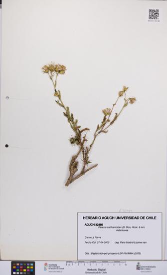 Perezia carthamoides [Espécimen: UCH:AGUCH:0032489]