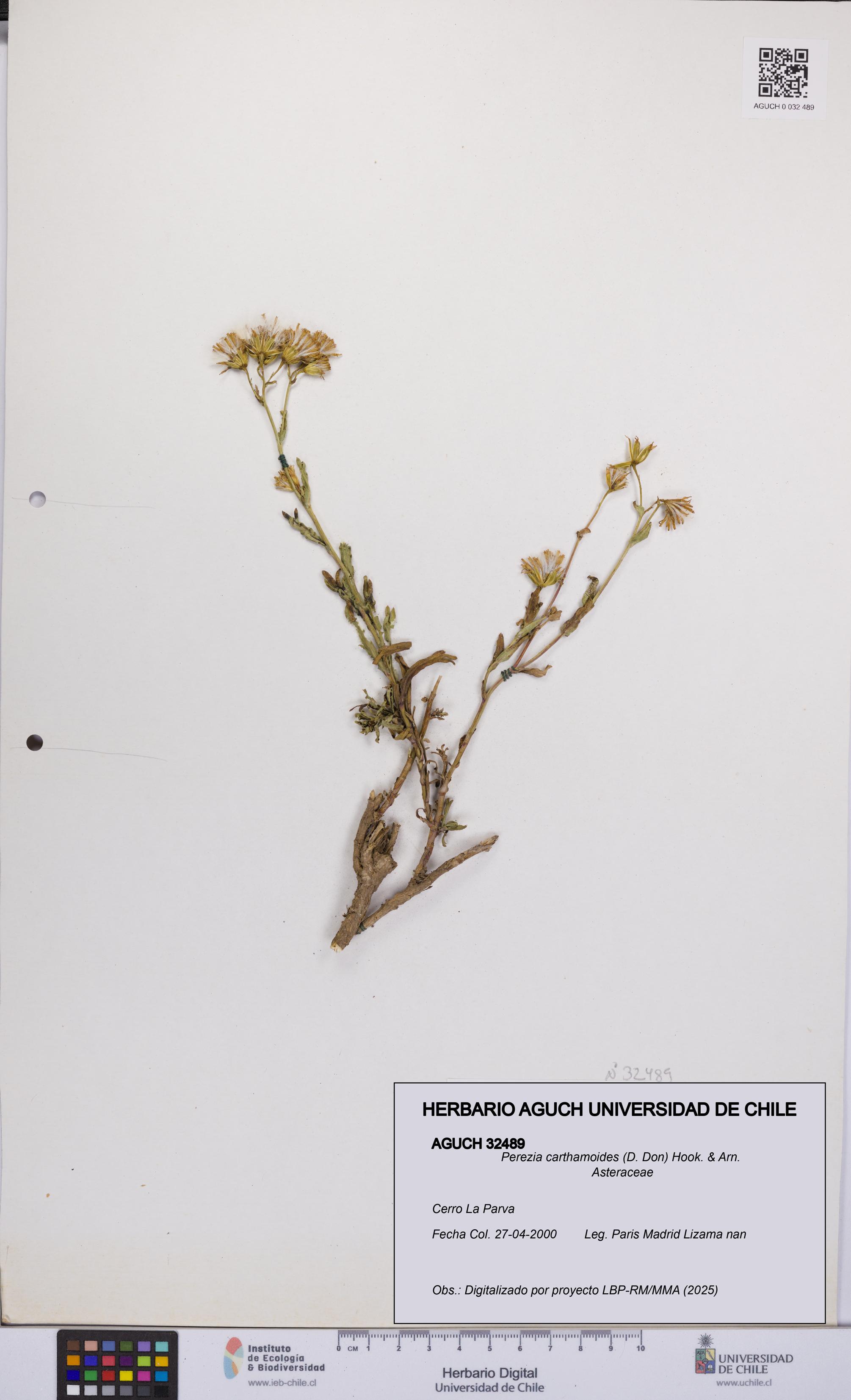 Perezia carthamoides [Espécimen: UCH:AGUCH:0032489]