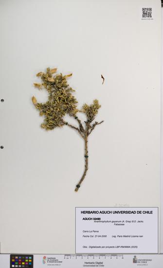 Anarthrophyllum gayanum [Espécimen: UCH:AGUCH:0032490]