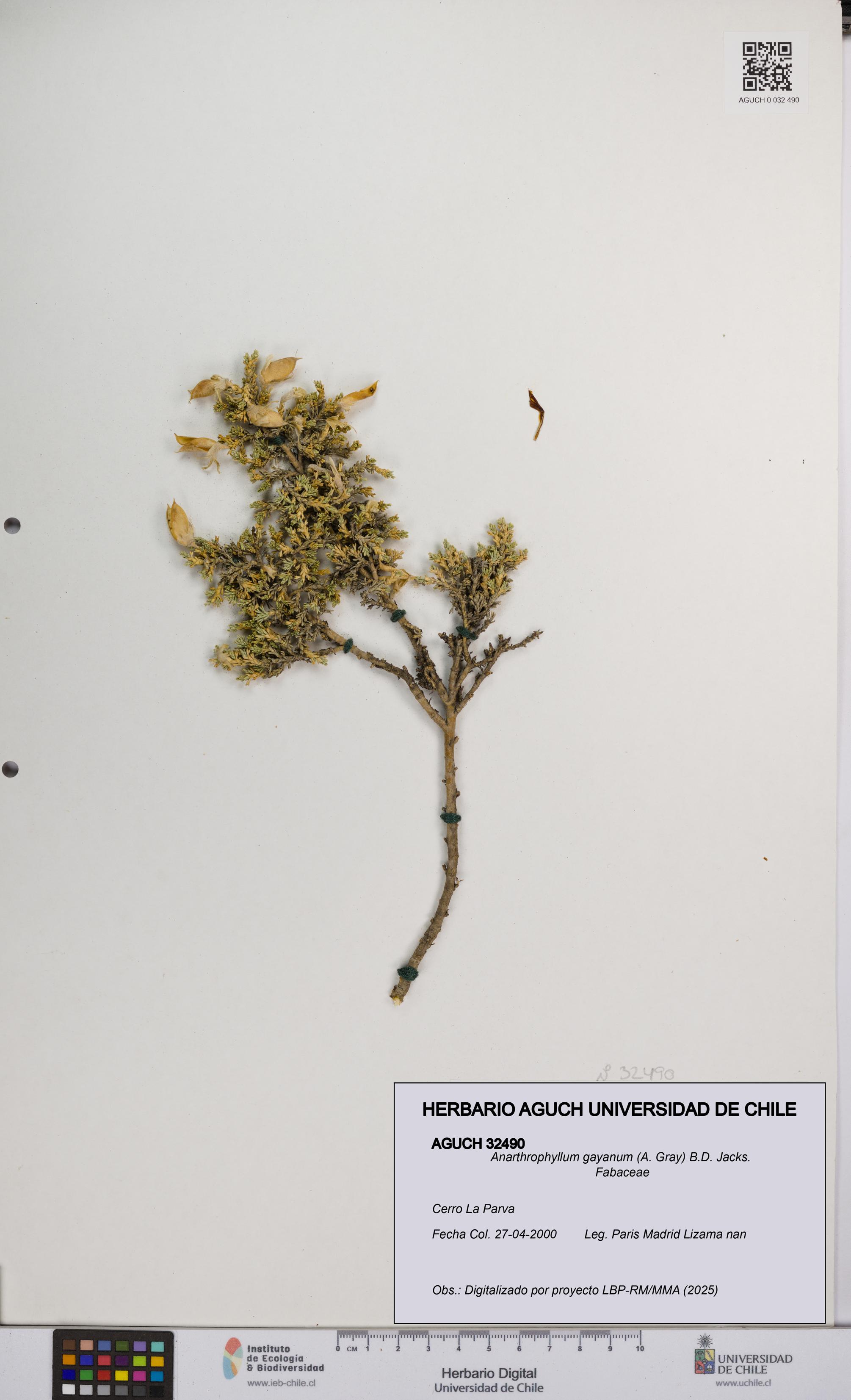 Anarthrophyllum gayanum [Espécimen: UCH:AGUCH:0032490]
