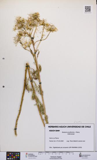 Senecio eruciformis [Espécimen: UCH:AGUCH:0032491]