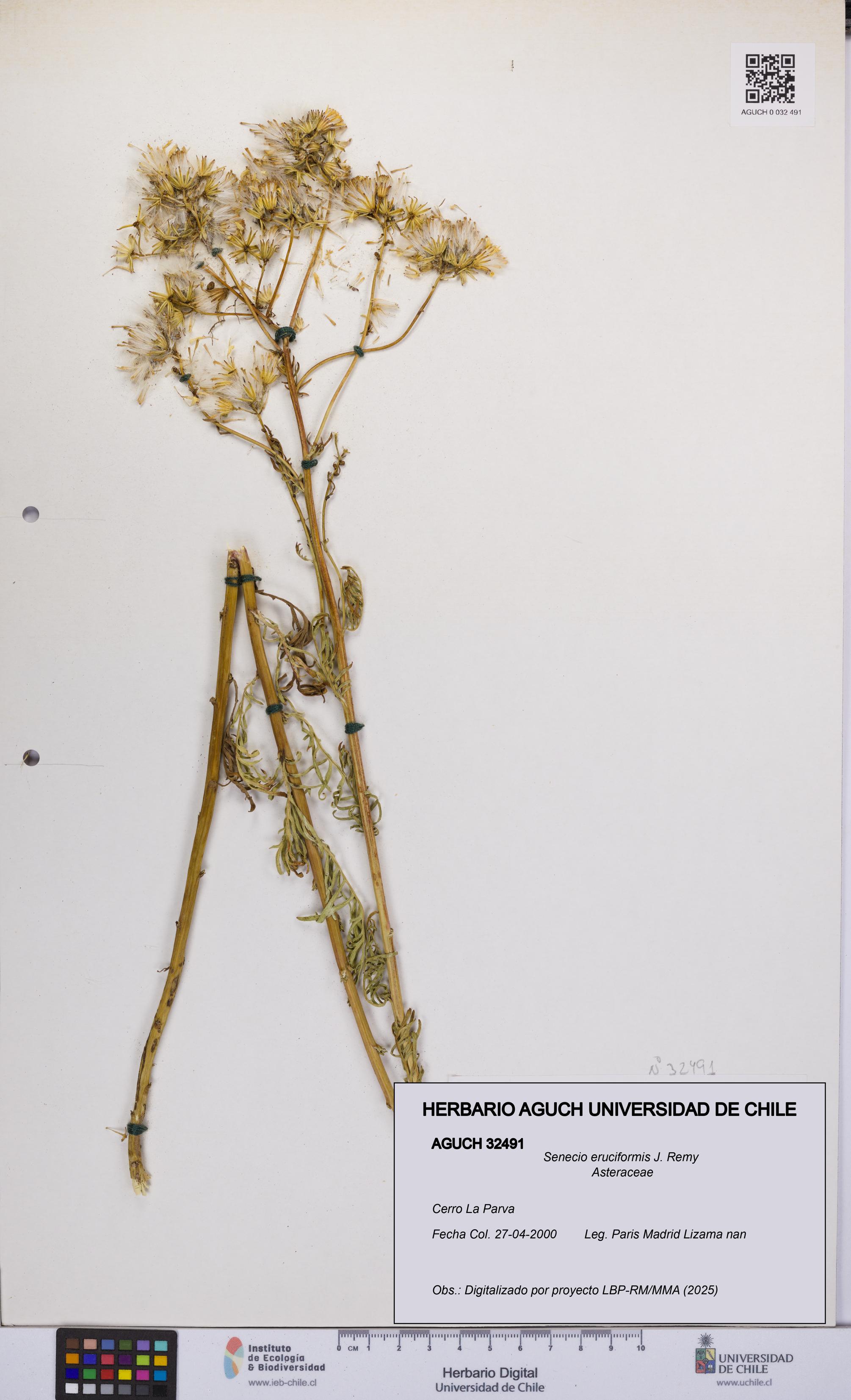 Senecio eruciformis [Espécimen: UCH:AGUCH:0032491]
