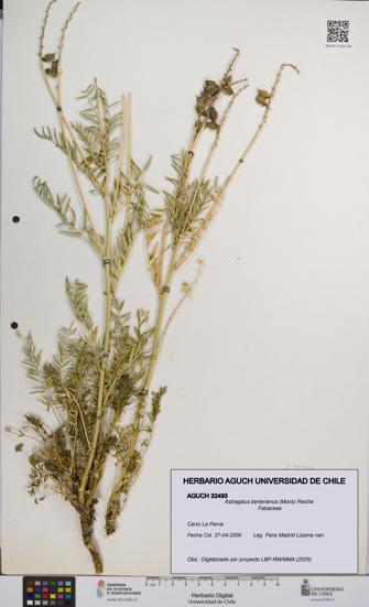 Astragalus berterianus [Espécimen: UCH:AGUCH:0032493]