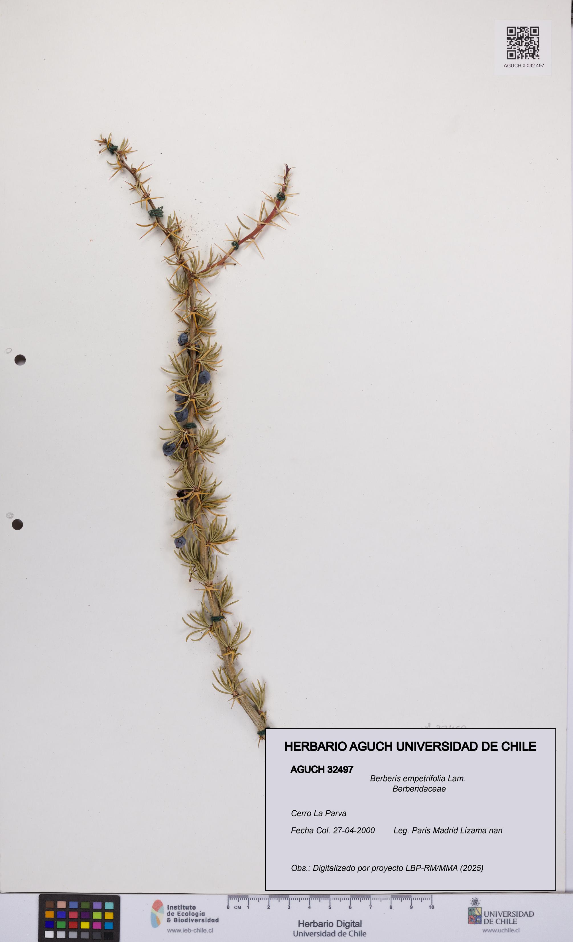 Berberis empetrifolia [Espécimen: UCH:AGUCH:0032497]