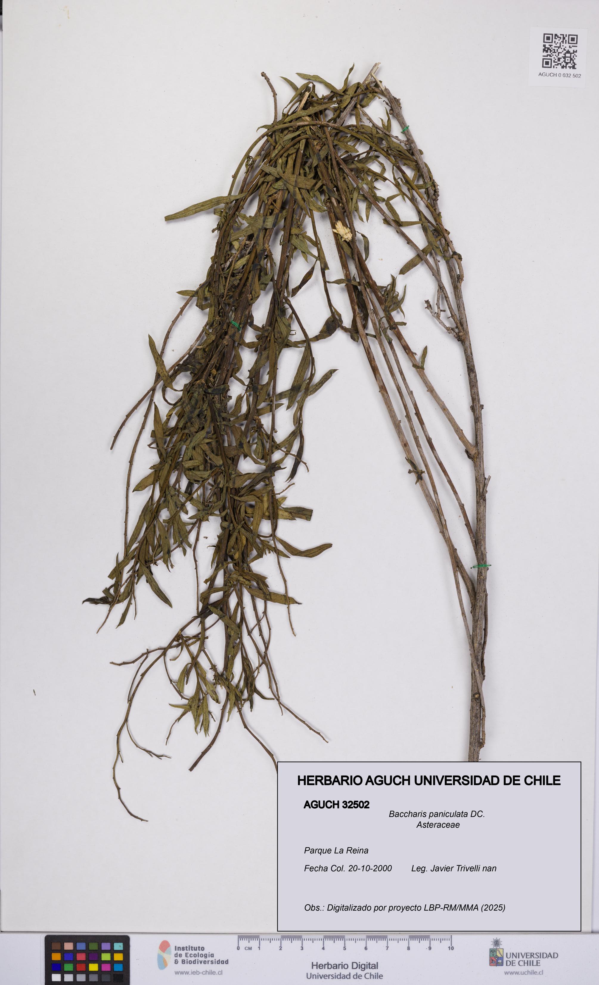 Baccharis paniculata [Espécimen: UCH:AGUCH:0032502]