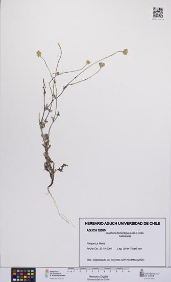 Leucheria tomentosa [Espécimen: UCH:AGUCH:0032530]