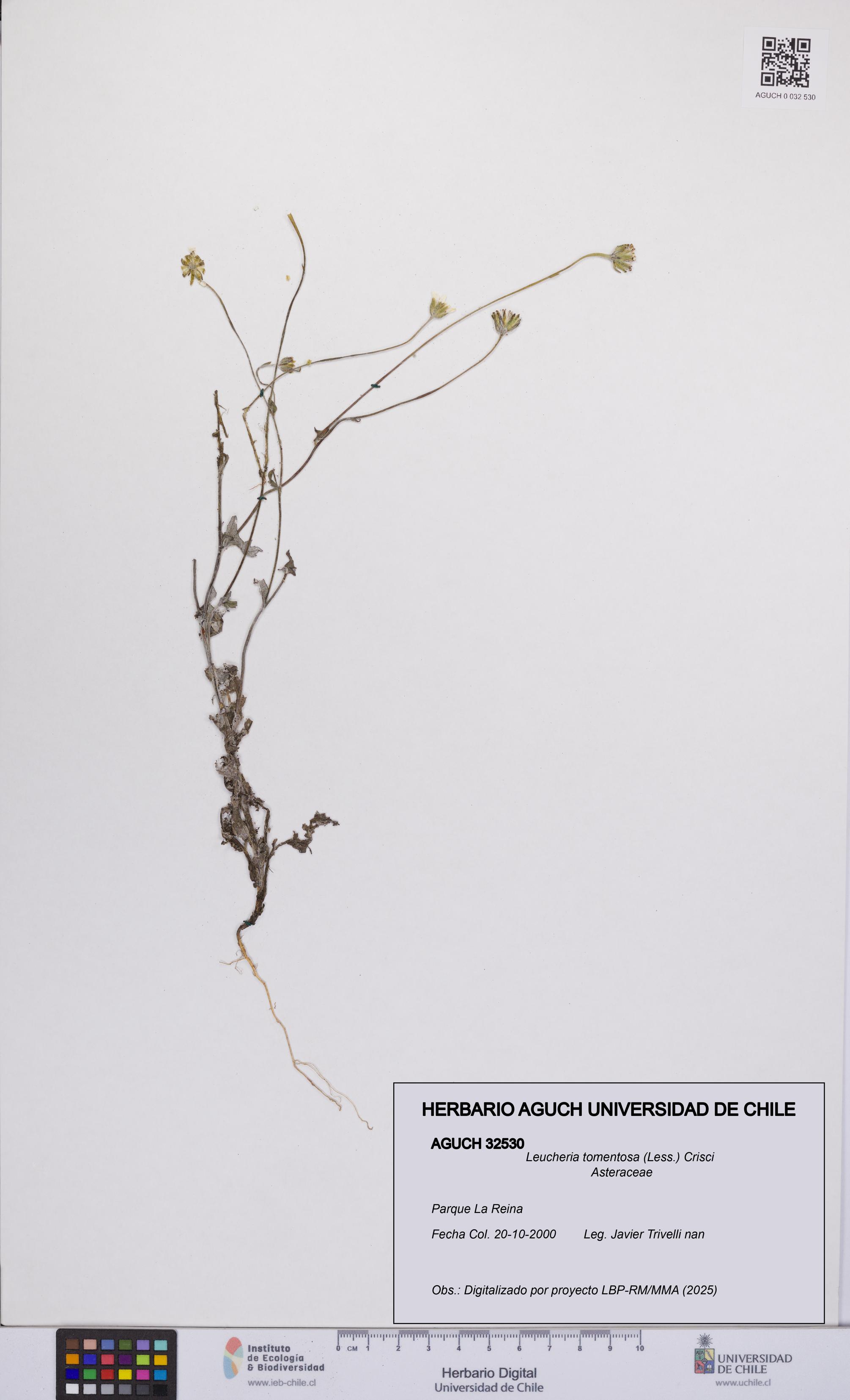 Leucheria tomentosa [Espécimen: UCH:AGUCH:0032530]