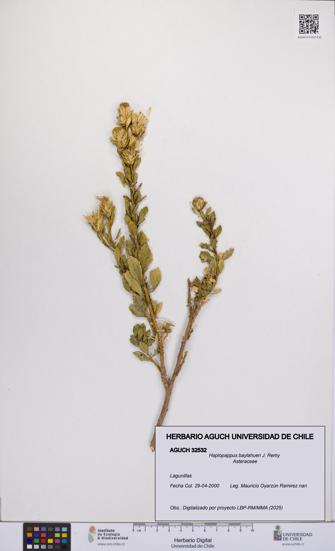 Haplopappus baylahuen [Espécimen: UCH:AGUCH:0032532]