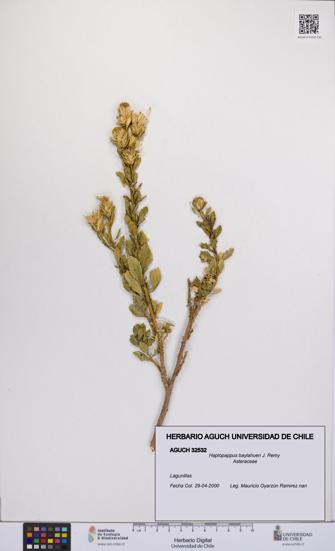 Haplopappus baylahuen [Espécimen: UCH:AGUCH:0032532]