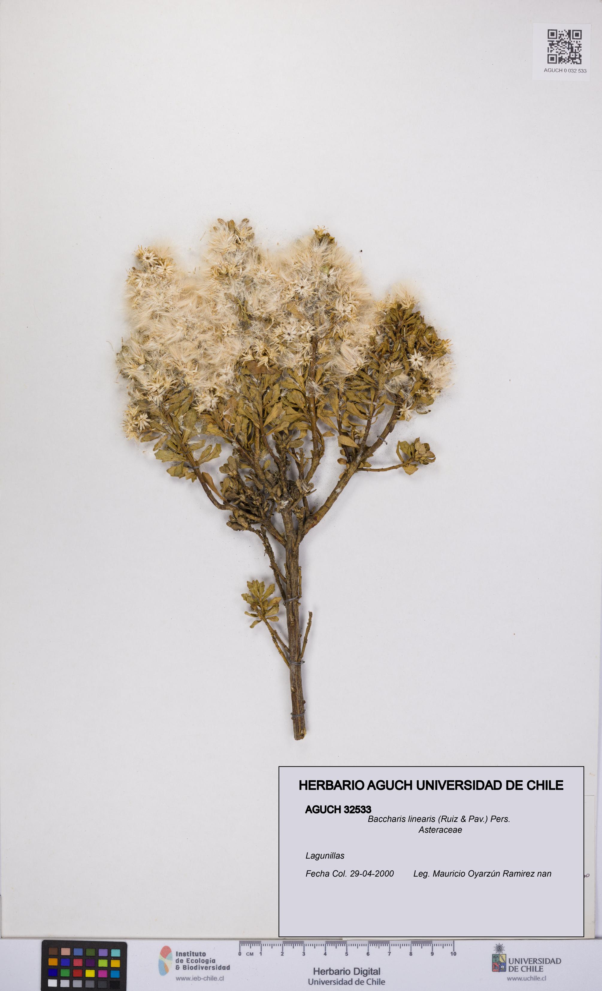 Baccharis linearis [Espécimen: UCH:AGUCH:0032533]