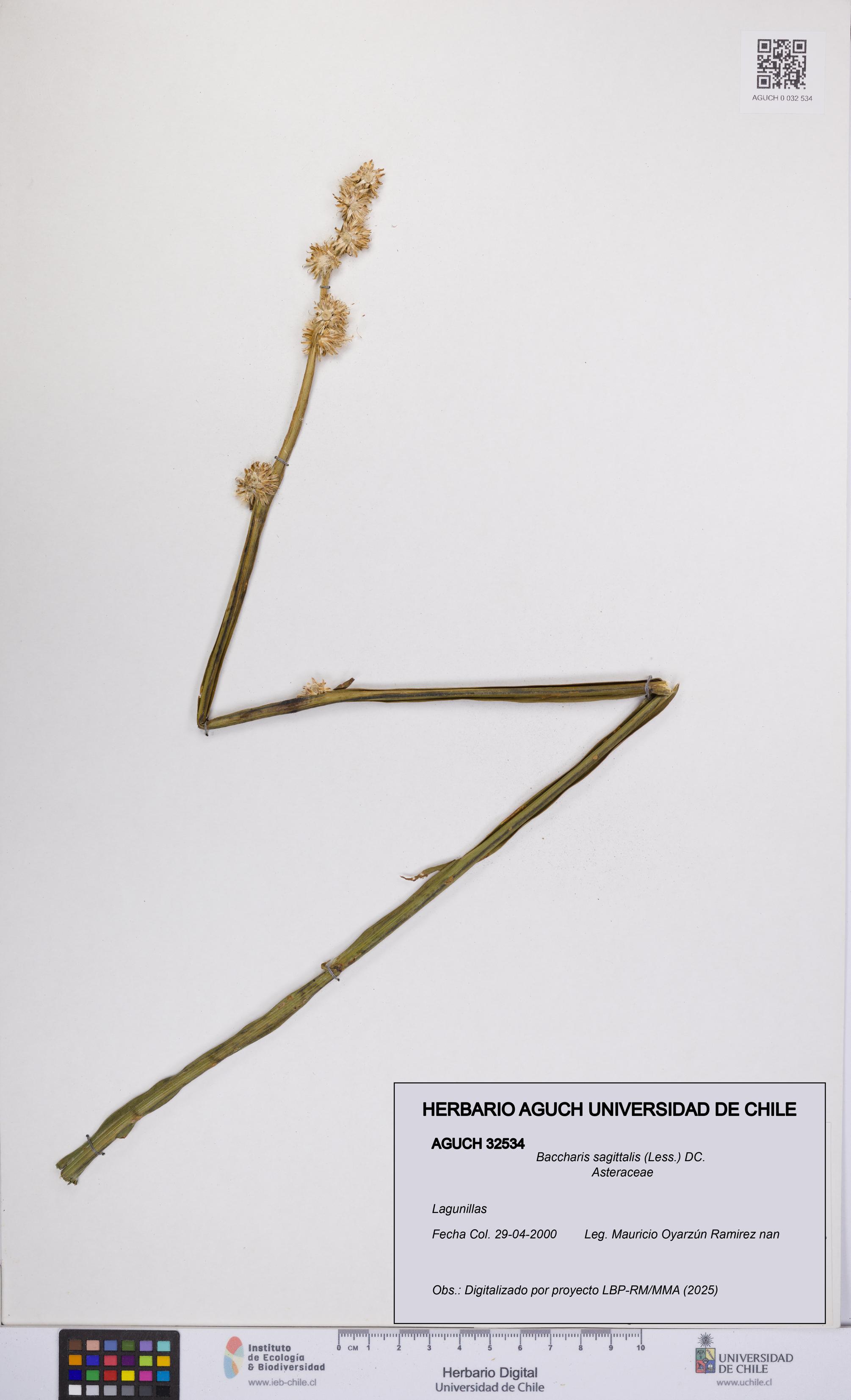 Baccharis sagittalis [Espécimen: UCH:AGUCH:0032534]