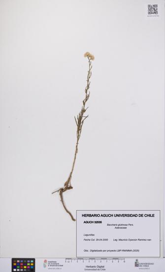 Baccharis glutinosa [Espécimen: UCH:AGUCH:0032535]