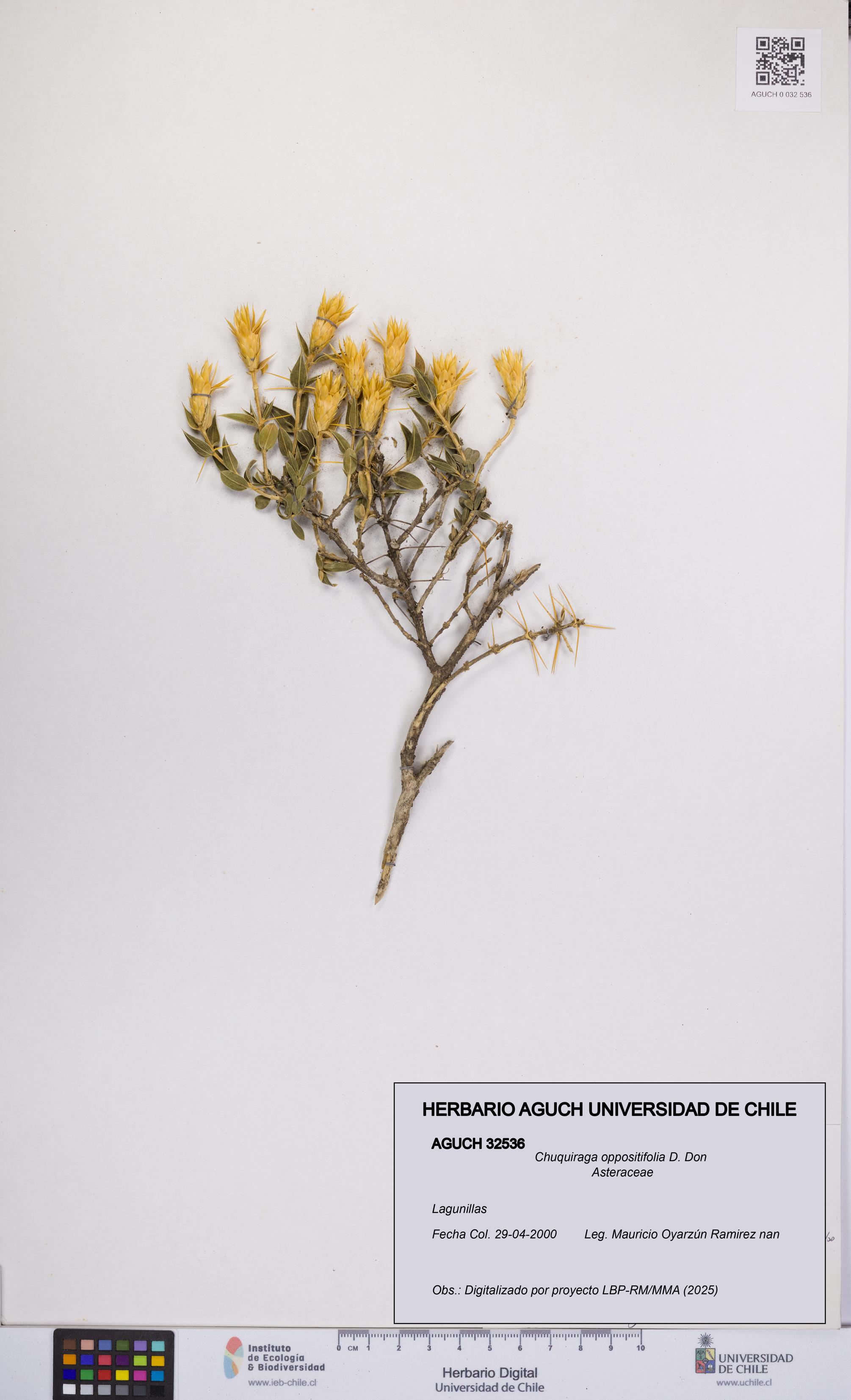 Chuquiraga oppositifolia [Espécimen: UCH:AGUCH:0032536]