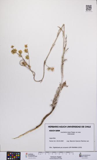 Leucheria rosea [Espécimen: UCH:AGUCH:0032538]