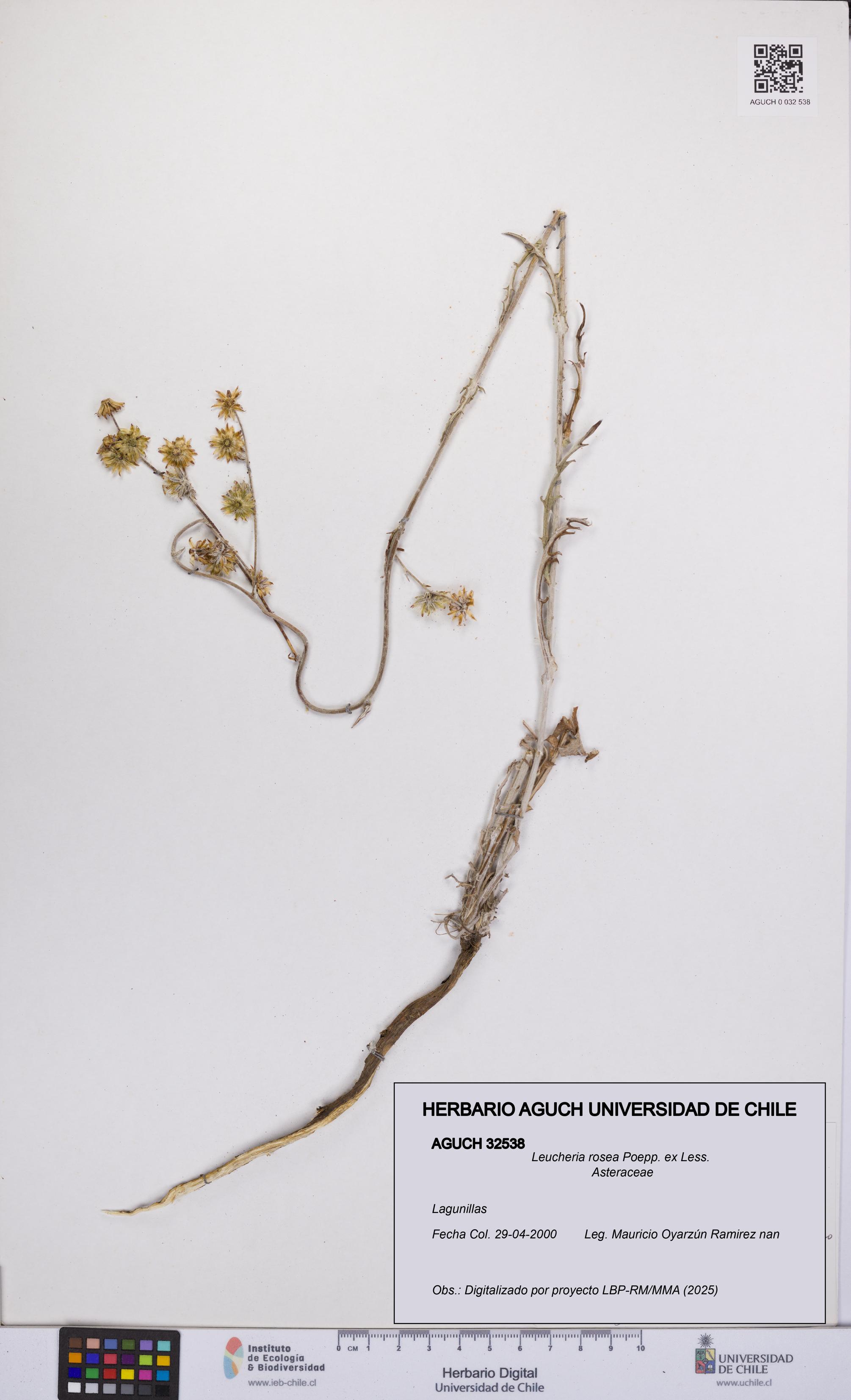 Leucheria rosea [Espécimen: UCH:AGUCH:0032538]