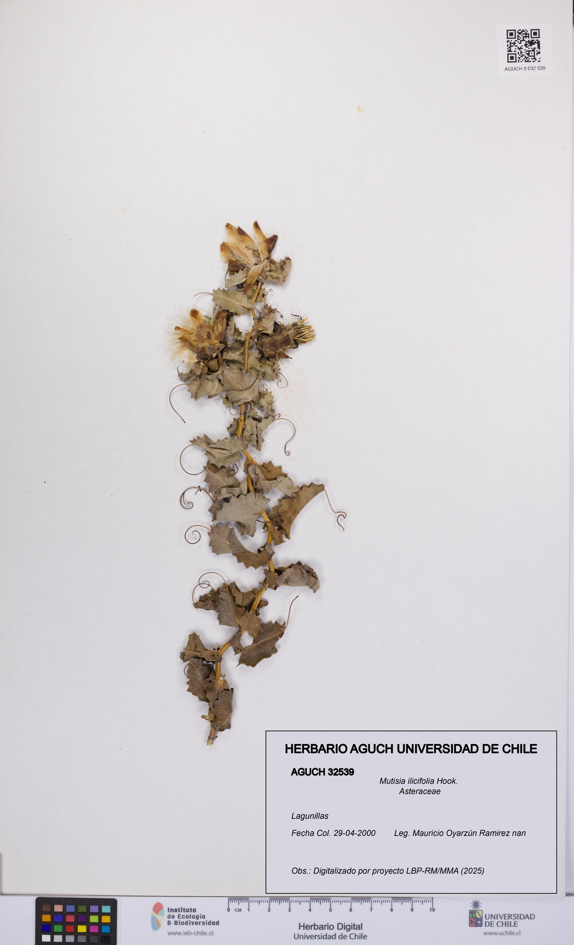 Mutisia ilicifolia [Espécimen: UCH:AGUCH:0032539]