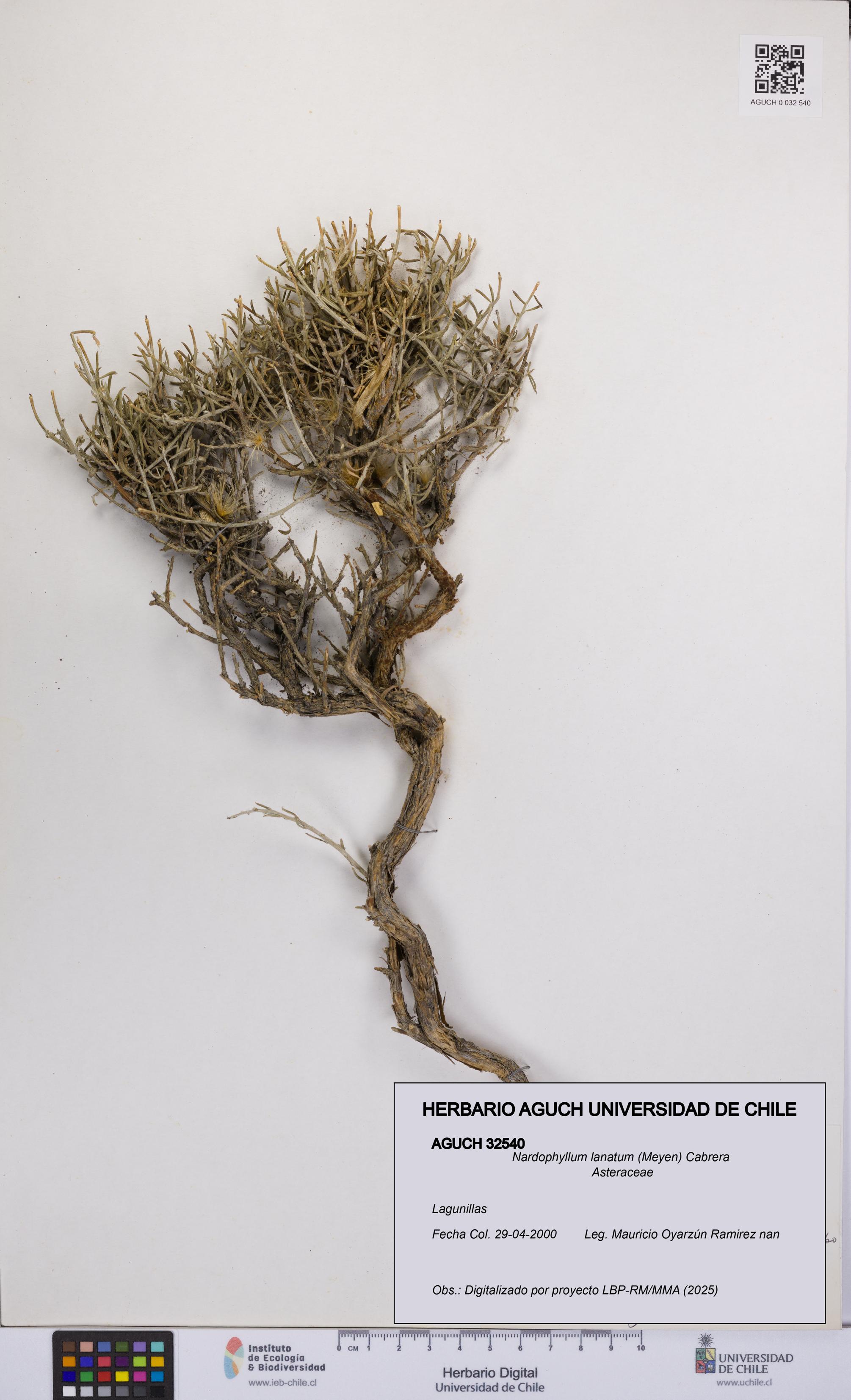 Nardophyllum lanatum [Espécimen: UCH:AGUCH:0032540]