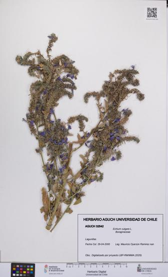 Echium vulgare [Espécimen: UCH:AGUCH:0032542]