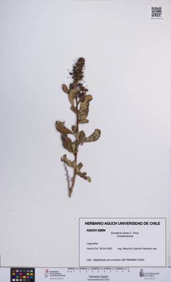 Escallonia illinita [Espécimen: UCH:AGUCH:0032554]