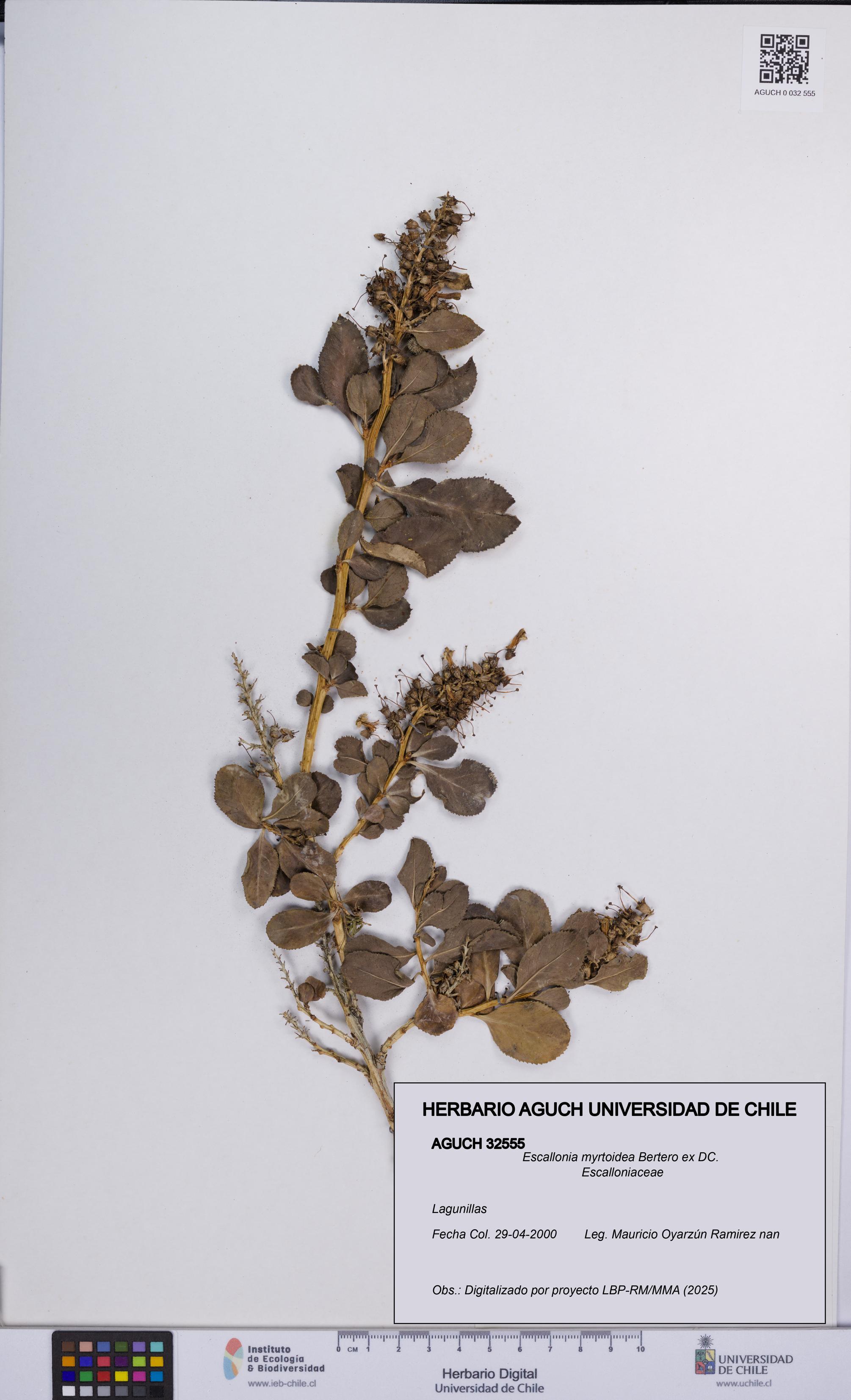 Escallonia myrtoidea [Espécimen: UCH:AGUCH:0032555]