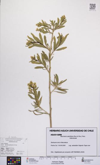 Baccharis salicifolia [Espécimen: UCH:AGUCH:0032559]