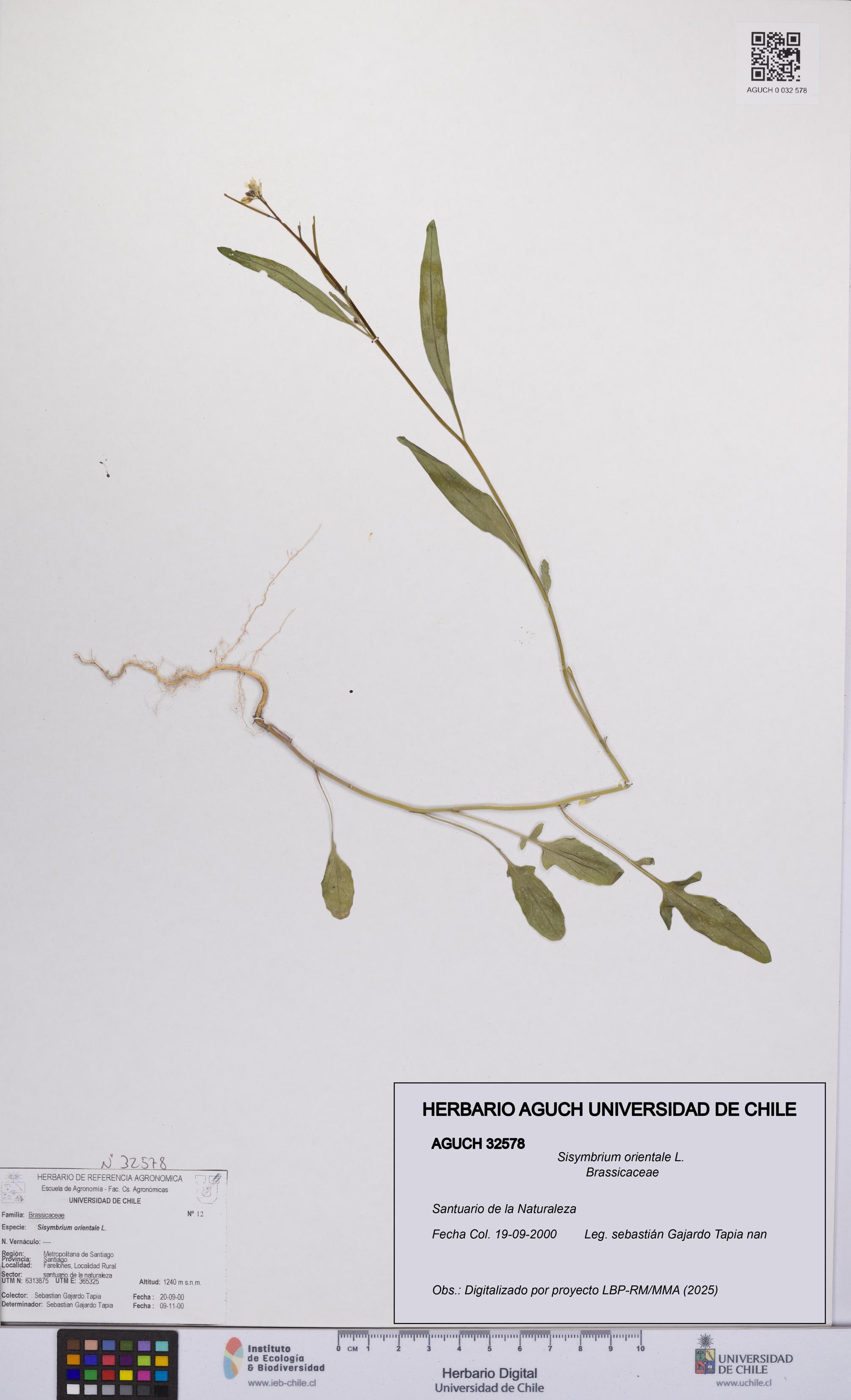 Sisymbrium orientale [Espécimen: UCH:AGUCH:0032578]