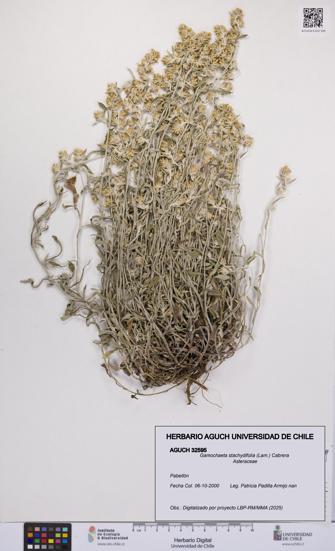 Gamochaeta stachydifolia [Espécimen: UCH:AGUCH:0032595]